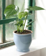 Kata Bolla Gold Ceramic Compote Vase