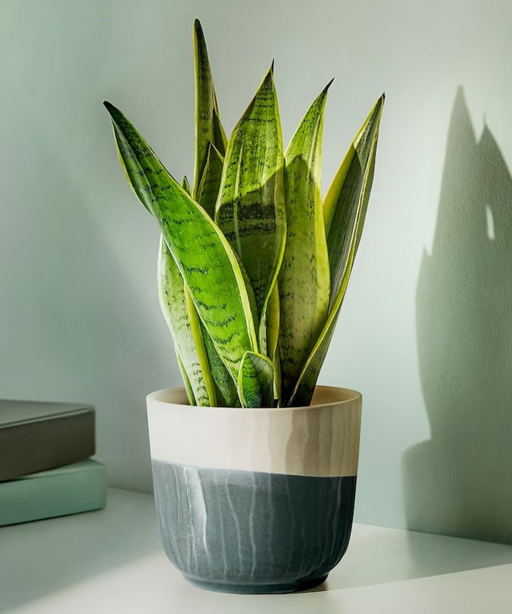 Unique Ceramic Gray Handmade Plant Pot